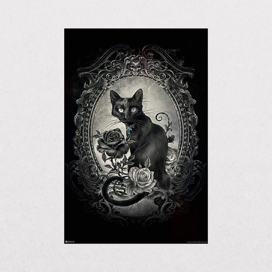 Alchemy Paracelsus  -  Black Cat