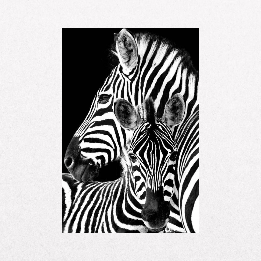 Zebras - Black & White