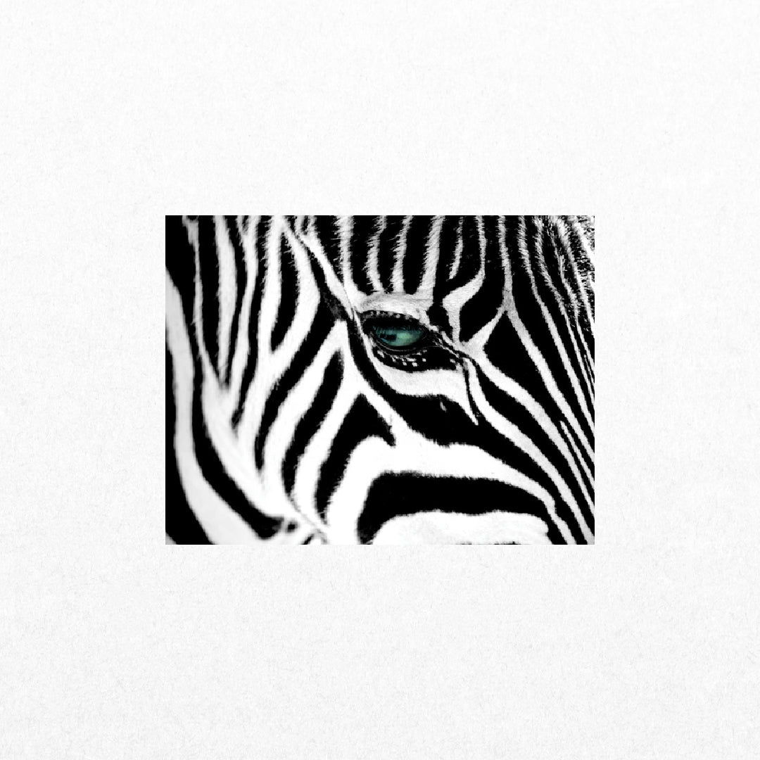 Zebra - Stripes