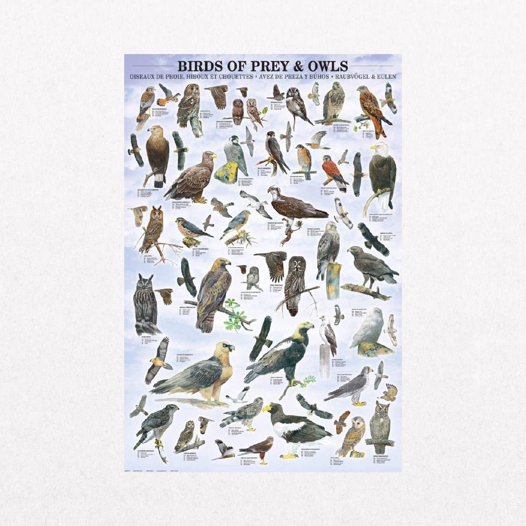 BirdsofPreyandOwls - Chart - el cartel