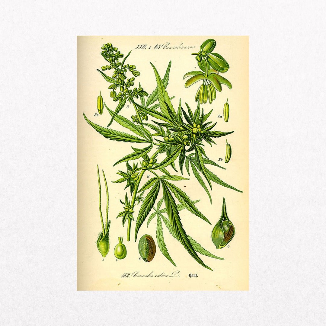 CannabisSativa - Botanical - el cartel