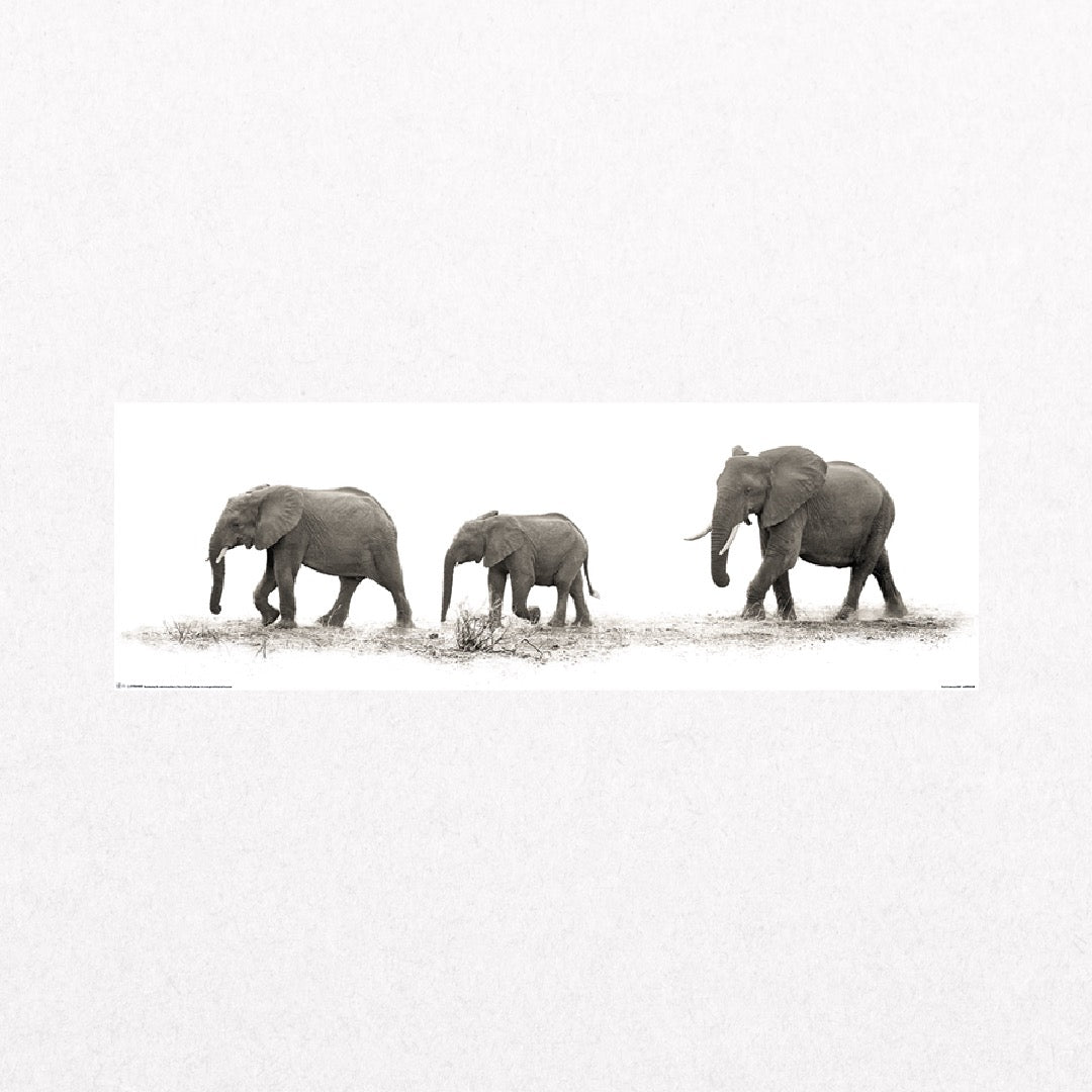 Elephants - Trio