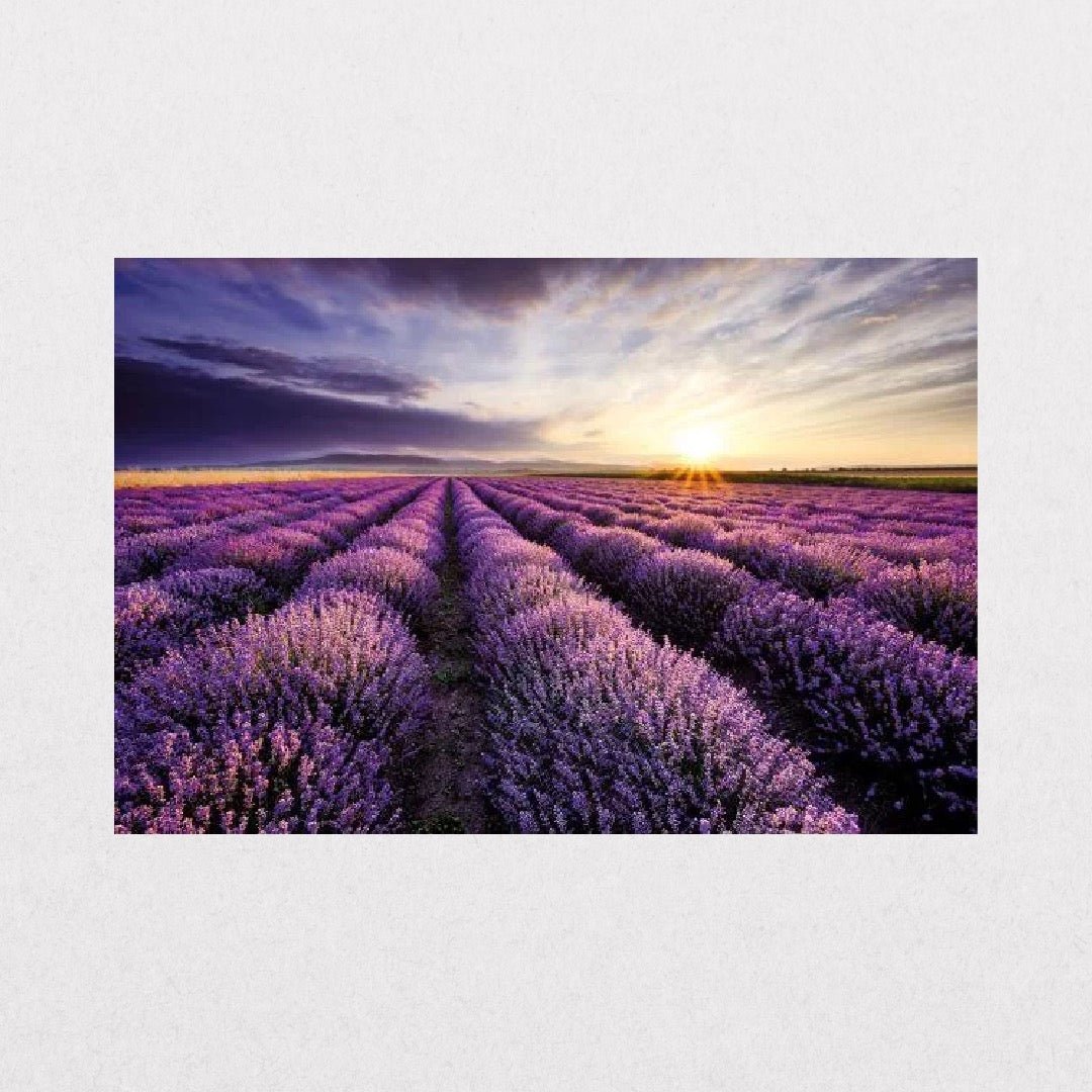 Lavender Field - Sunset - el cartel