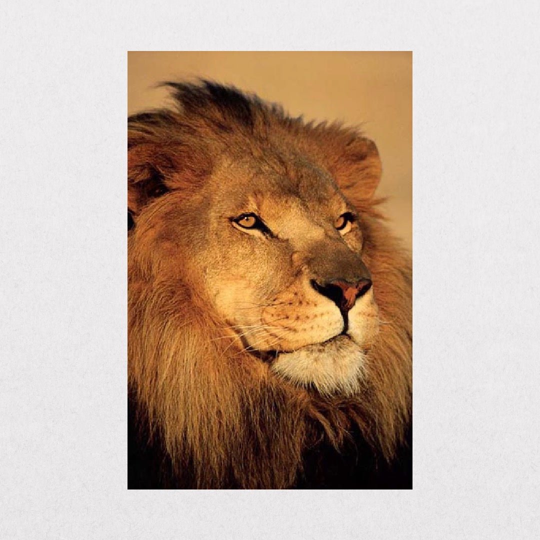 Lion - Close Up - el cartel