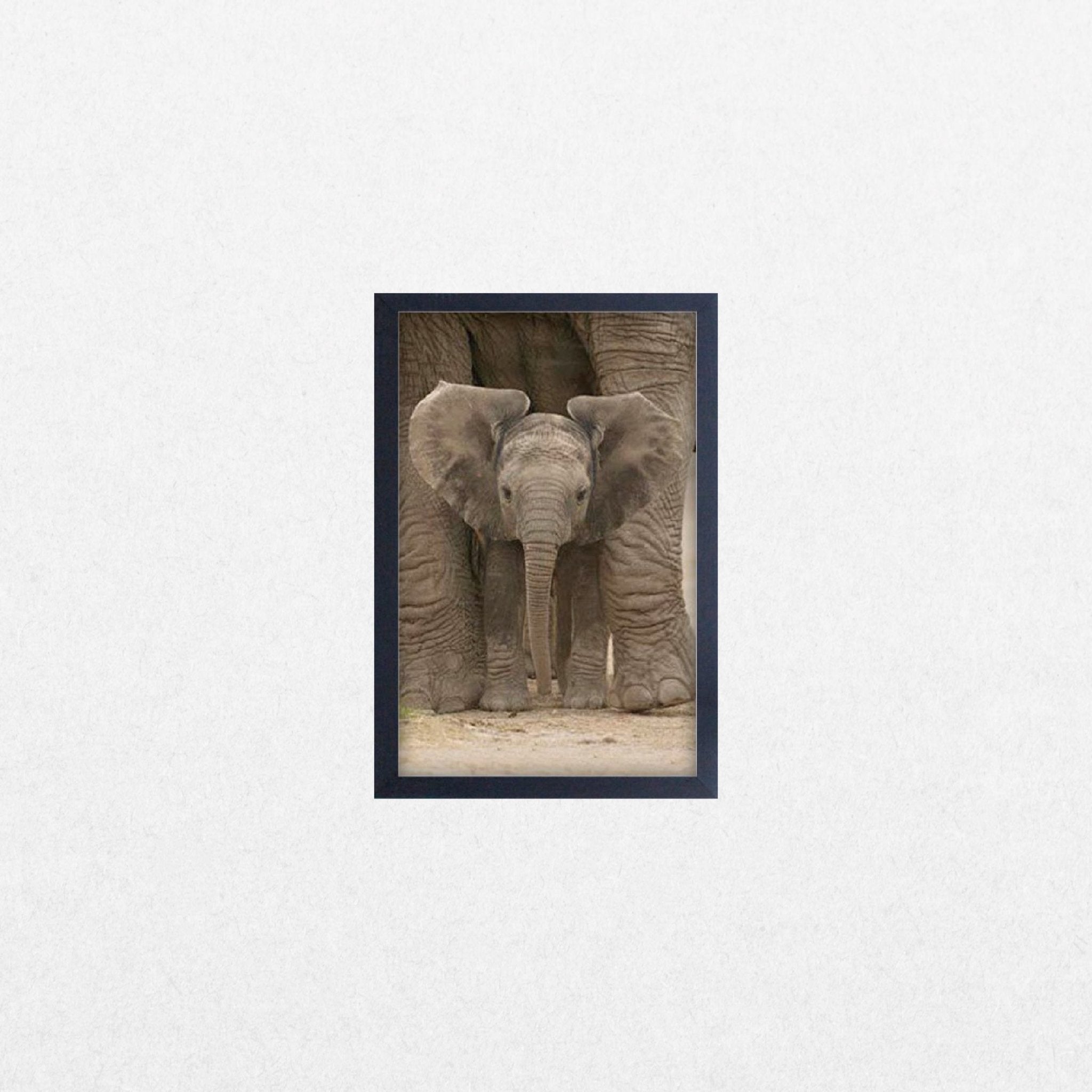 Baby Elephant - Big Ears - El Cartel