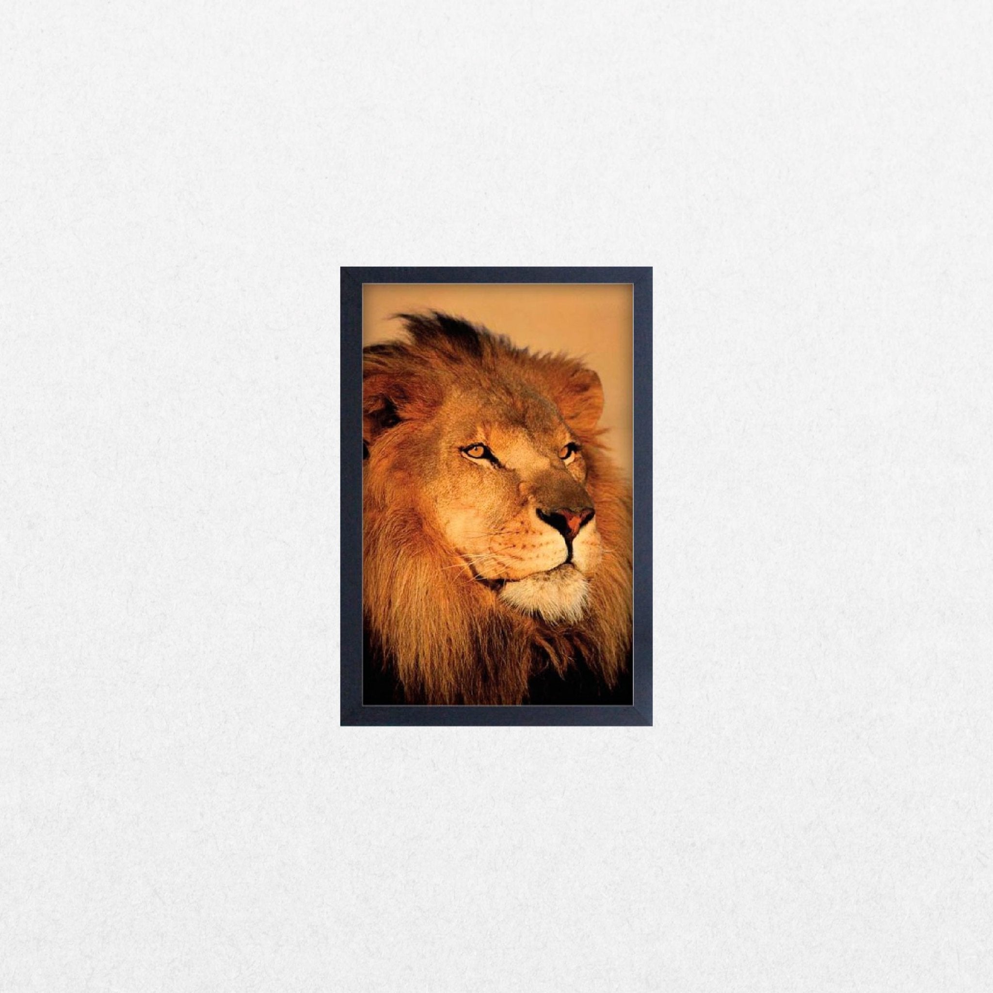 Lion Close Up - El Cartel