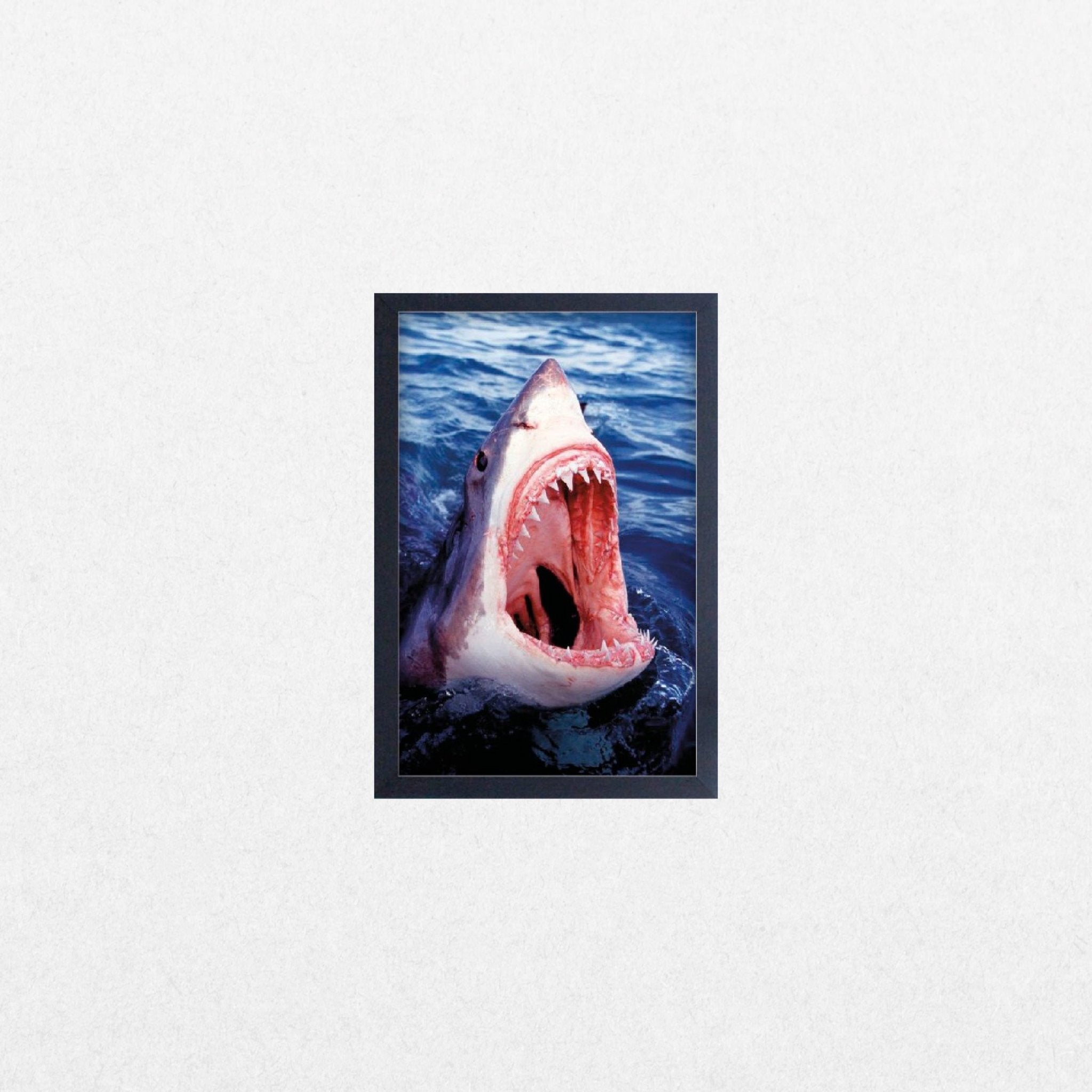 Great White Shark - El Cartel