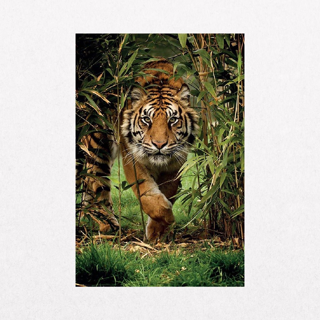 Tiger - Bamboo - el cartel