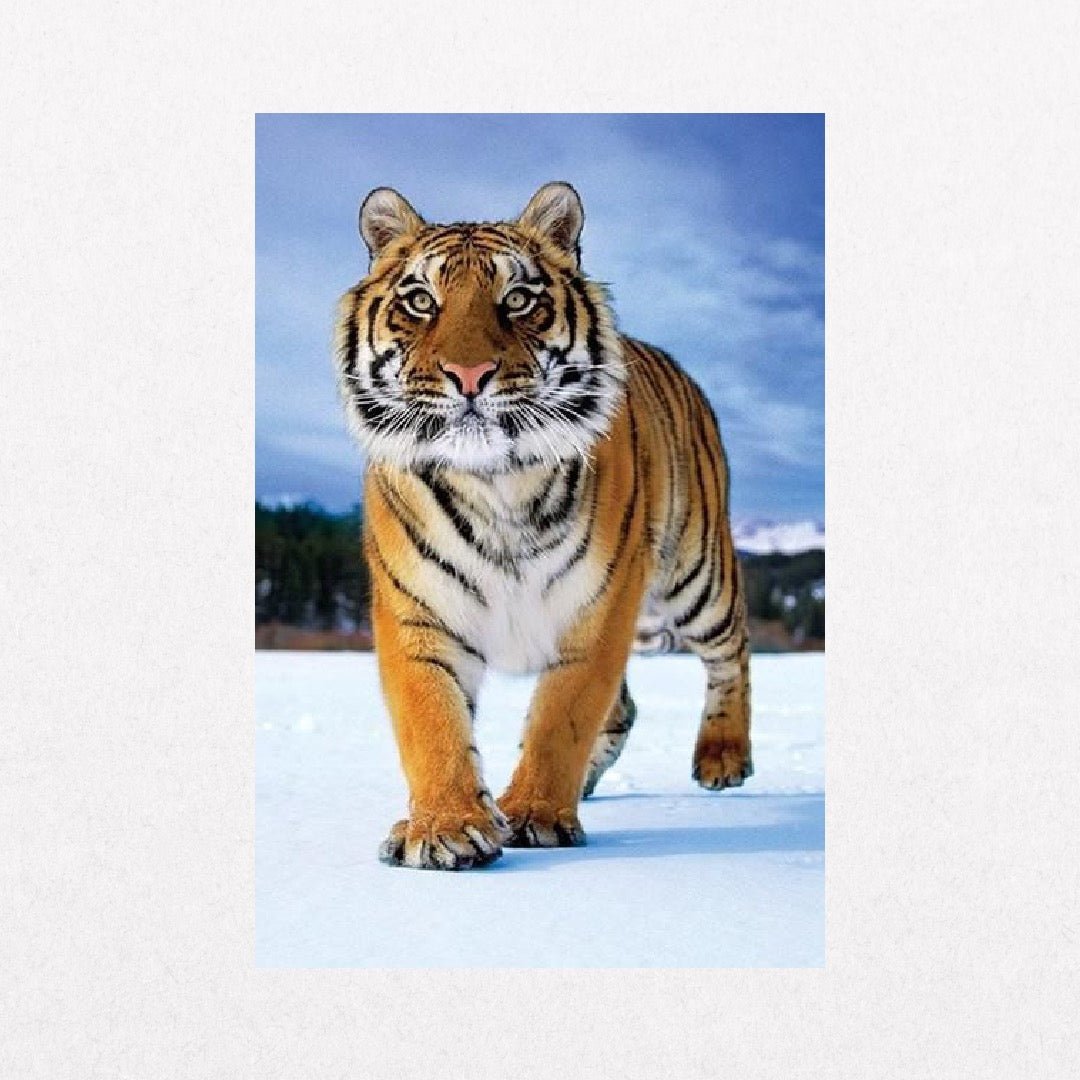Tiger - Snow - el cartel
