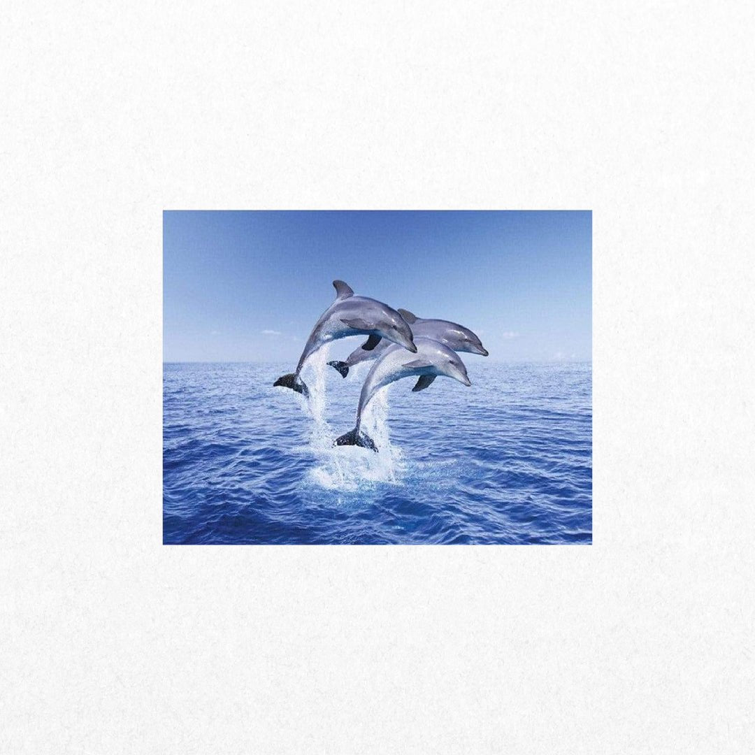 Dolphins - Trio - El Cartel