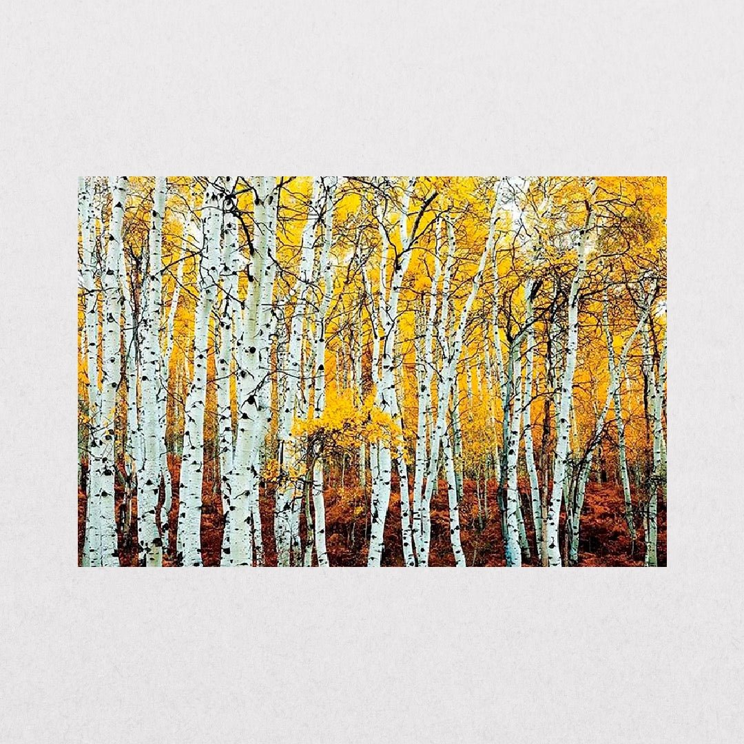 AspenGroove - Yellow - el cartel
